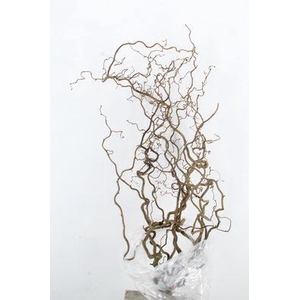 Corylus avellana 'Contorta'