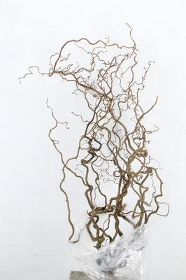 <h4>Corylus avellana 'Contorta'</h4>