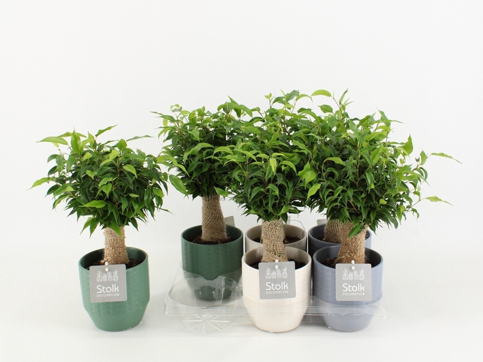 <h4>Ficus Be Natasja Keramiek Exspression</h4>