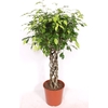 Ficus Exotica