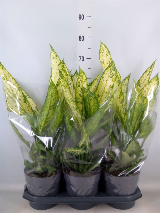<h4>Dieffenbachia  'Vesuvius'</h4>