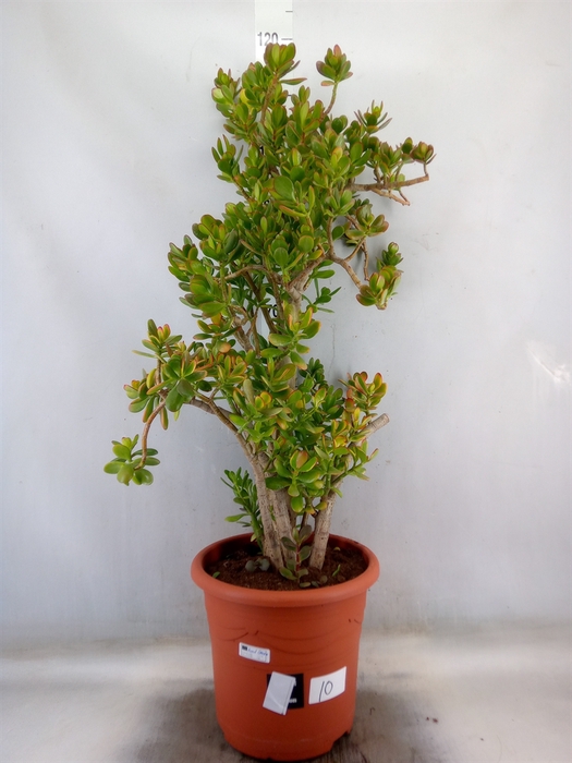 <h4>Crassula   ...</h4>