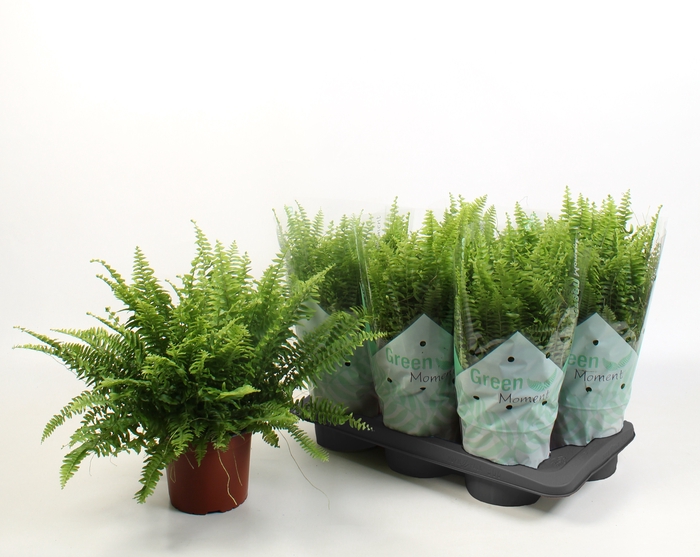 <h4>NEPHR EX GREEN MOMEN</h4>