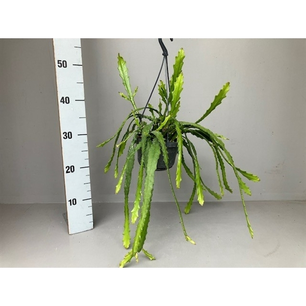 <h4>Epiphyllum Dietmar Paetz</h4>