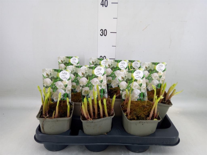 <h4>Convallaria majalis</h4>