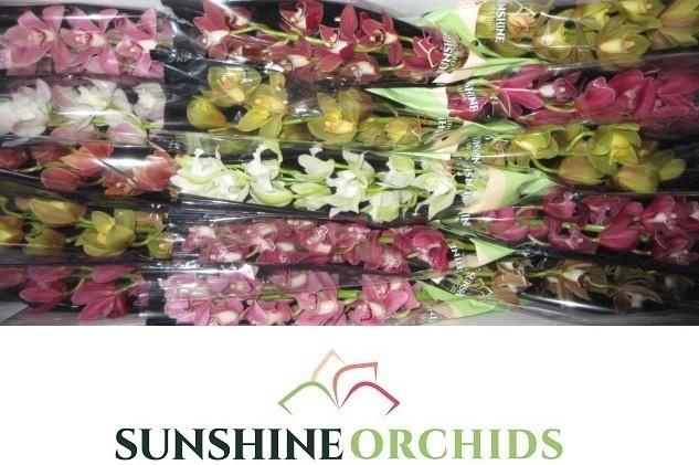 <h4>CYMB MI GEM</h4>