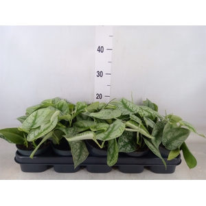 Scindapsus pictus 'Trebie'
