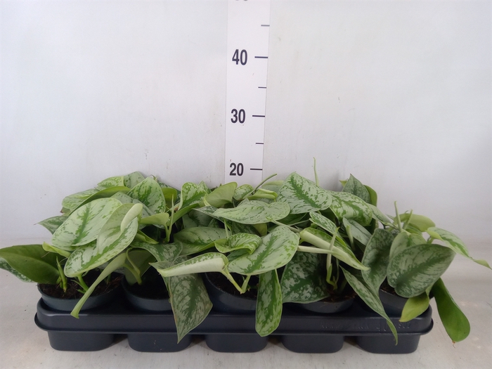 <h4>Scindapsus pictus 'Trebie'</h4>