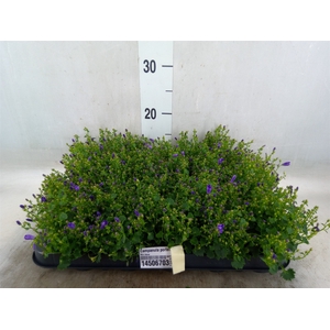 Campanula porten. 'Royal'