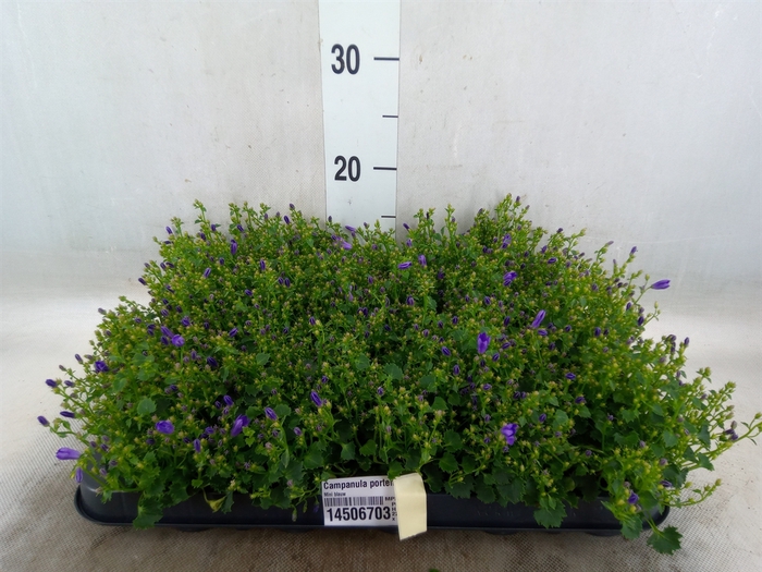 <h4>Campanula porten. 'Royal'</h4>