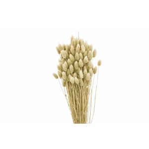Dried Phalaris X5 Frosted White Bunch