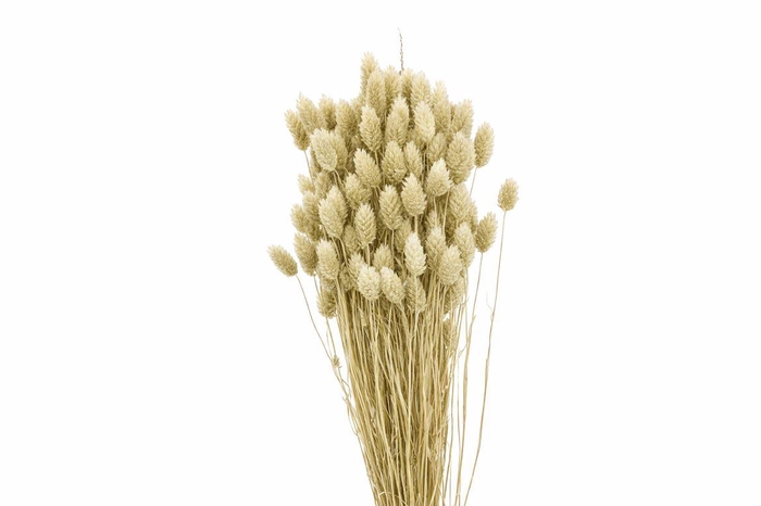 <h4>Dried Phalaris X5 Frosted White Bunch</h4>
