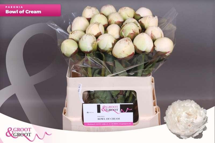 <h4>Paeonia Bowl Of Cream | Heavy Quality</h4>