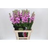 Matthiola Iron Pink