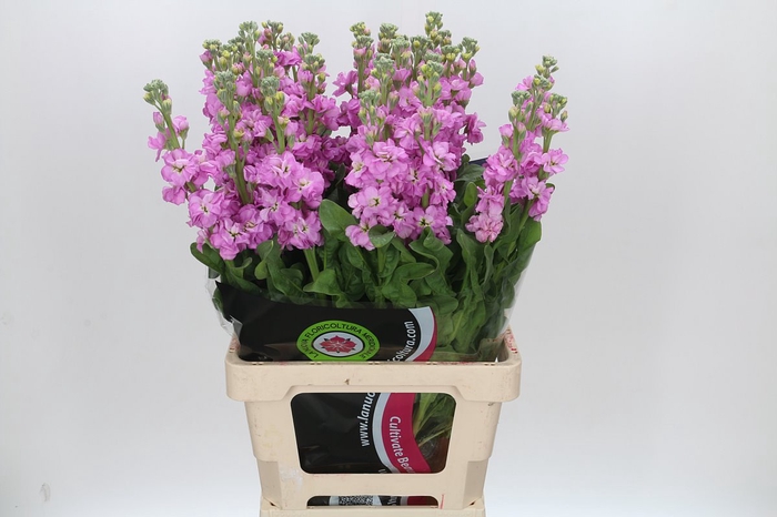 Matthiola Iron Pink