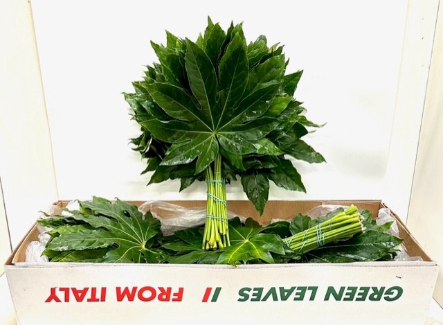 <h4>FATSIA JAPONICA BLAD</h4>