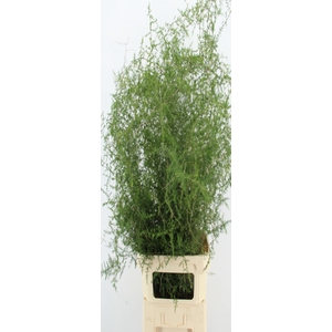 ASPARAGUS  WILD