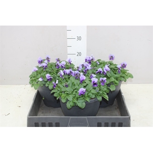 Viola Cornuta Call Beacon Blue