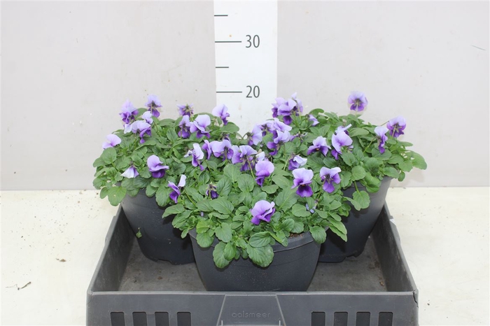 <h4>Viola Cornuta Call Beacon Blue</h4>