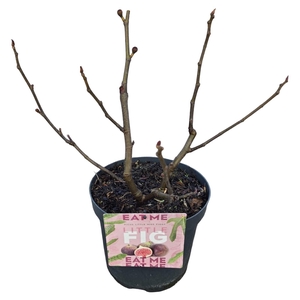 Ficus 'Little Miss Figgy' C7,5