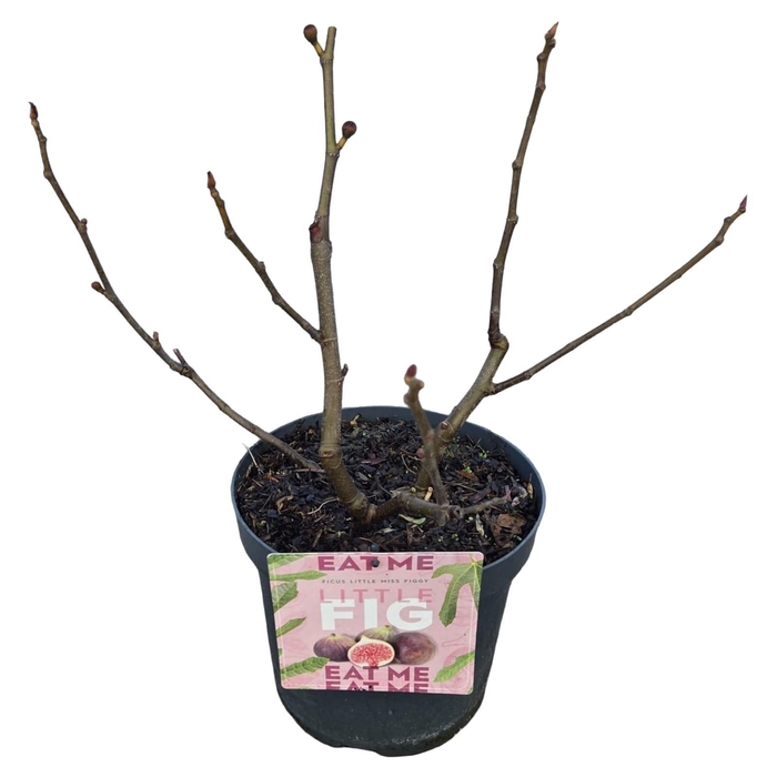 <h4>Ficus 'Little Miss Figgy' C7,5</h4>