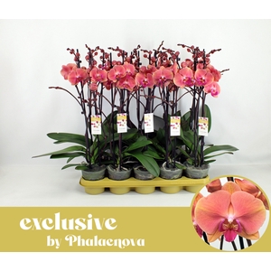 Menton 2-tak 60cm (RIJP)