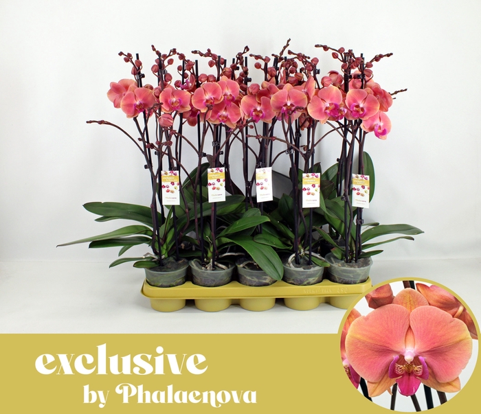 <h4>Menton 2-tak 60cm (RIJP)</h4>