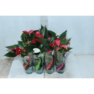ANTHURIUM VARIADO P09