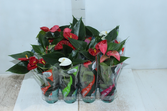 <h4>ANTHURIUM VARIADO P09</h4>