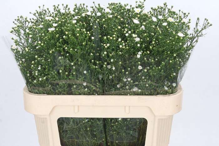 <h4>Aster Paquita</h4>