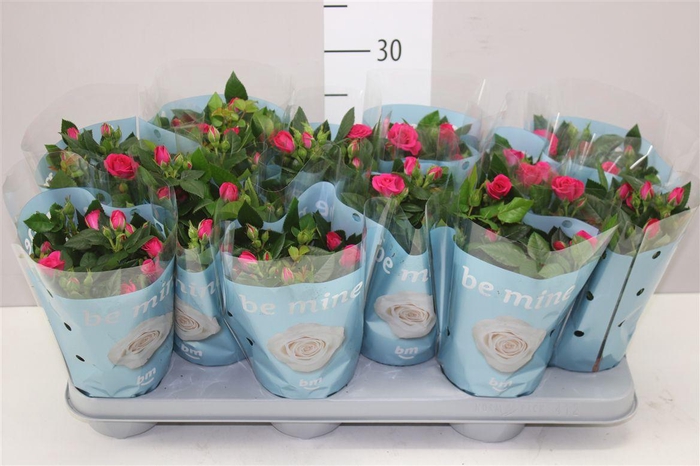 <h4>Rosa Jewel Paars</h4>