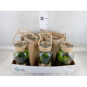 Arr.   Kamerplant Groen L%