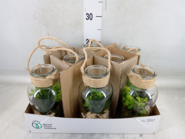 <h4>Arr.   Kamerplant Groen L%</h4>