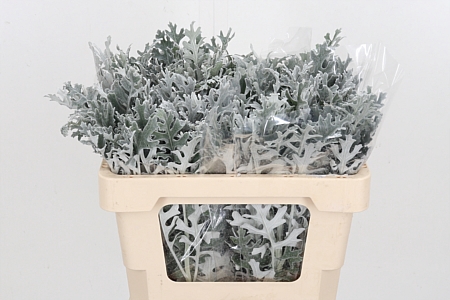 <h4>Senecio Maritima</h4>