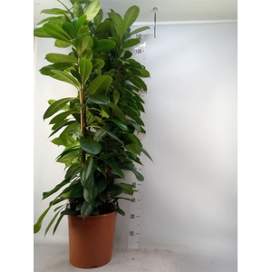 Ficus cyathistipula