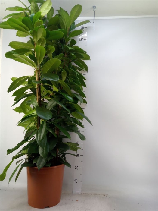 <h4>Ficus cyathistipula</h4>