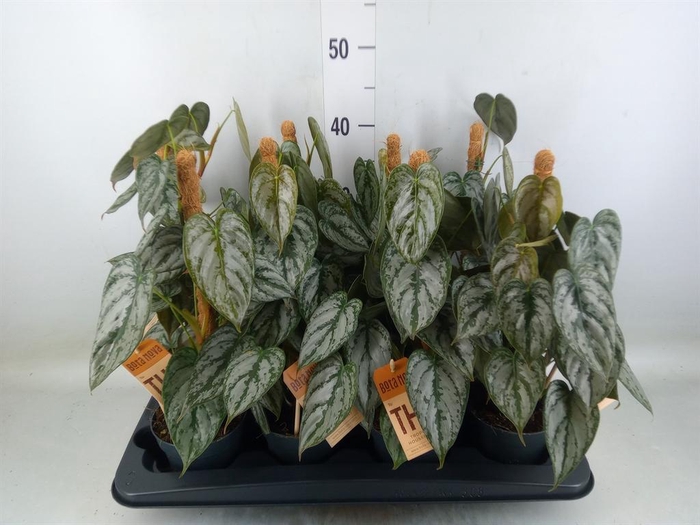 <h4>Cissus   ...</h4>