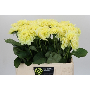 Dahlia Hilda Special