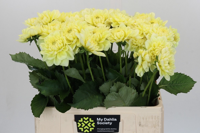 Dahlia Hilda Special