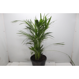 ARECA BAMBU P24