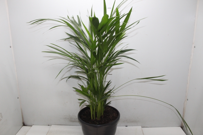 <h4>ARECA BAMBU P24</h4>