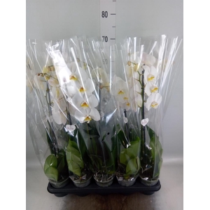 Phalaenopsis ...white