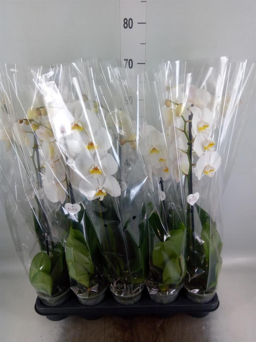 <h4>Phalaenopsis   ...white</h4>