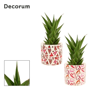 Sansevieria Temple Crown 12 cm in Julia (Deco-collection)