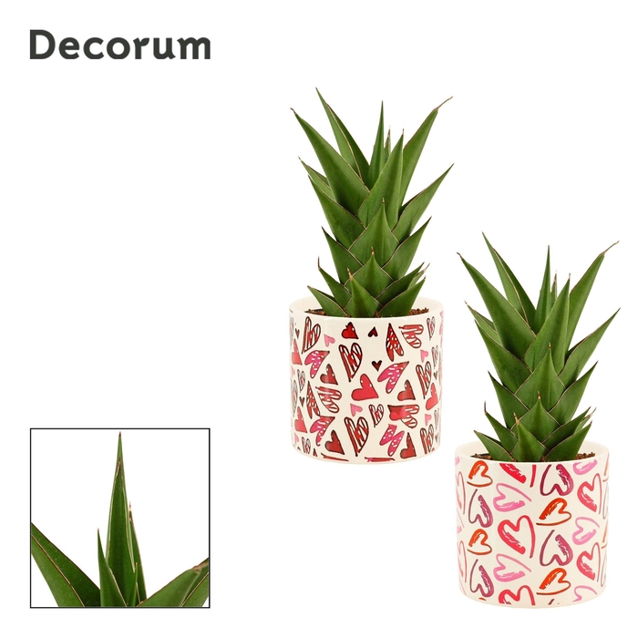 <h4>Sansevieria Temple Crown 12 cm in Julia (Deco-collection)</h4>