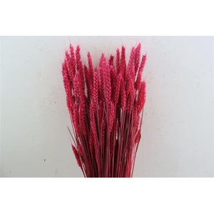 Dried Triticum X5 Cerise Bunch