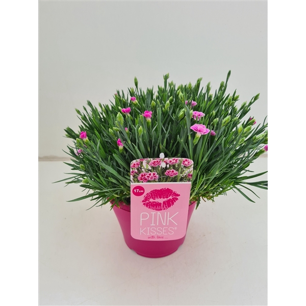 <h4>Dianthus Pink Kisses in roze sierpot</h4>