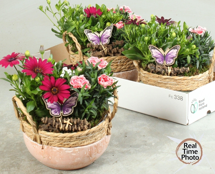 <h4>ARR TUINPLANTEN</h4>