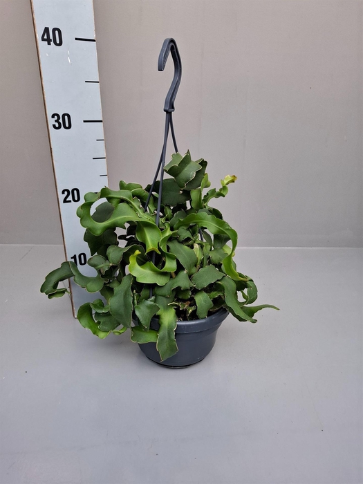 <h4>Epiphyllum guatem. var. monstrosa</h4>