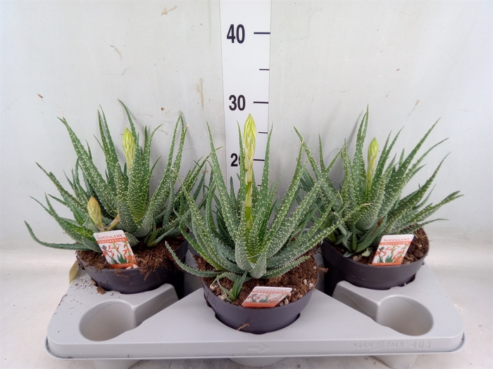 <h4>Aloe humilis</h4>